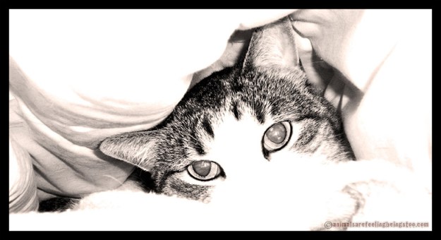 undercovers-black-and-white-aafbt