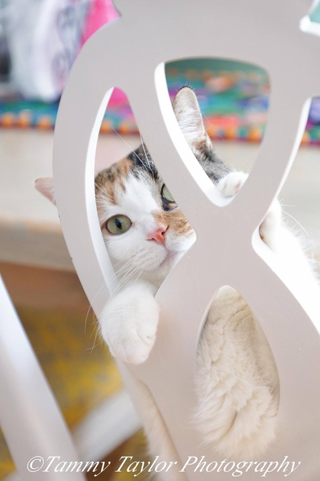 cat-by-chair-tammy-photography-size-smaller