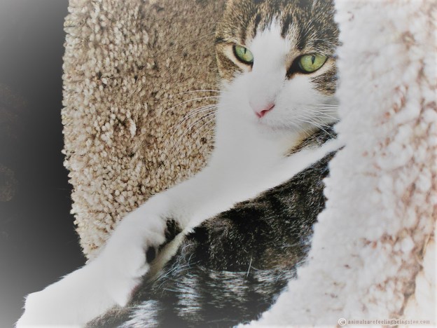 cino-tunnel (2)-aafbt-icariusfilter-work