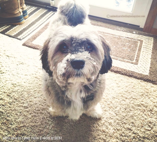 dakota-snow-on-nose-aafbt