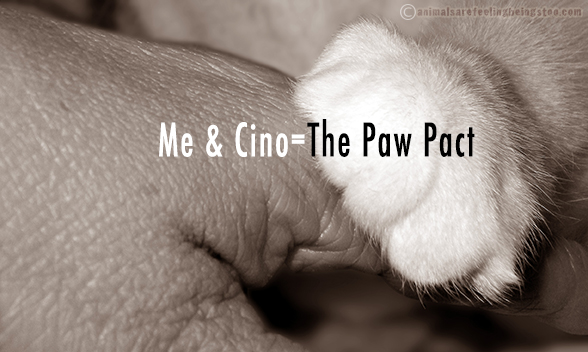 pawpact-cino-and-I-aafbt