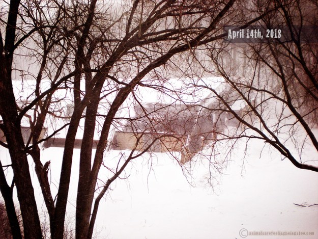 spring-snow-storm-2018-aafbt