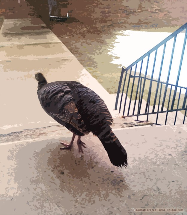 turkey2-filter-aafbt