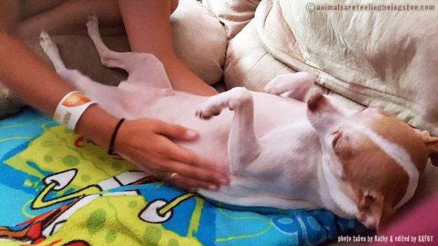 jack-2017-laying-on-back-aafbt