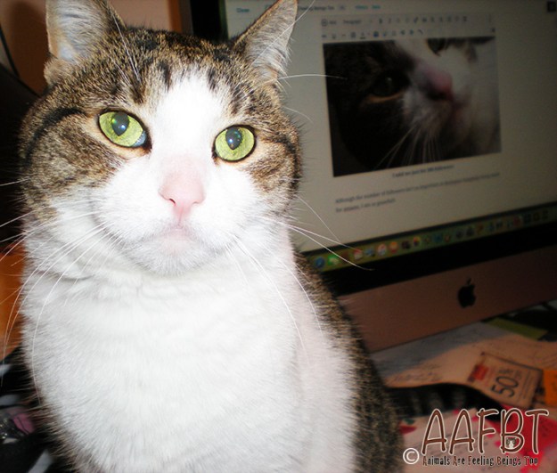 cino-helping-desk-aafbt