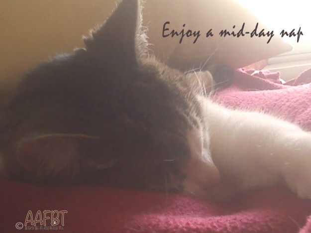 cino-napping-midday-with-words-aafbt