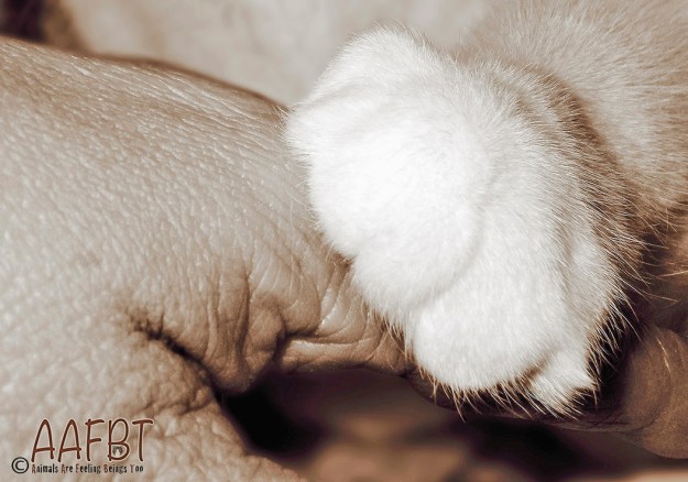 hand-and-paw-tammy-lightened-aafbt