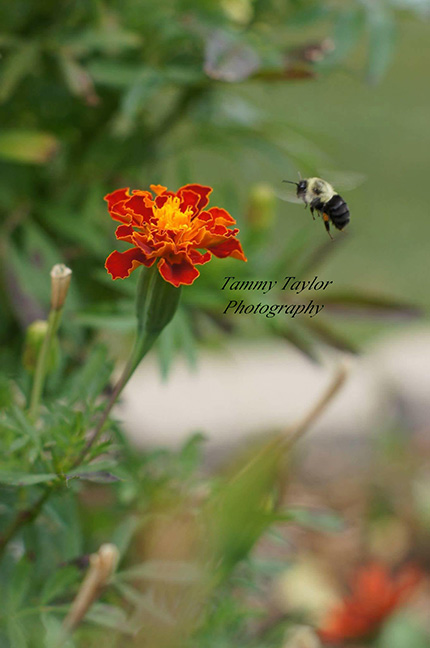 Tammy-bee-watermark2-smaller