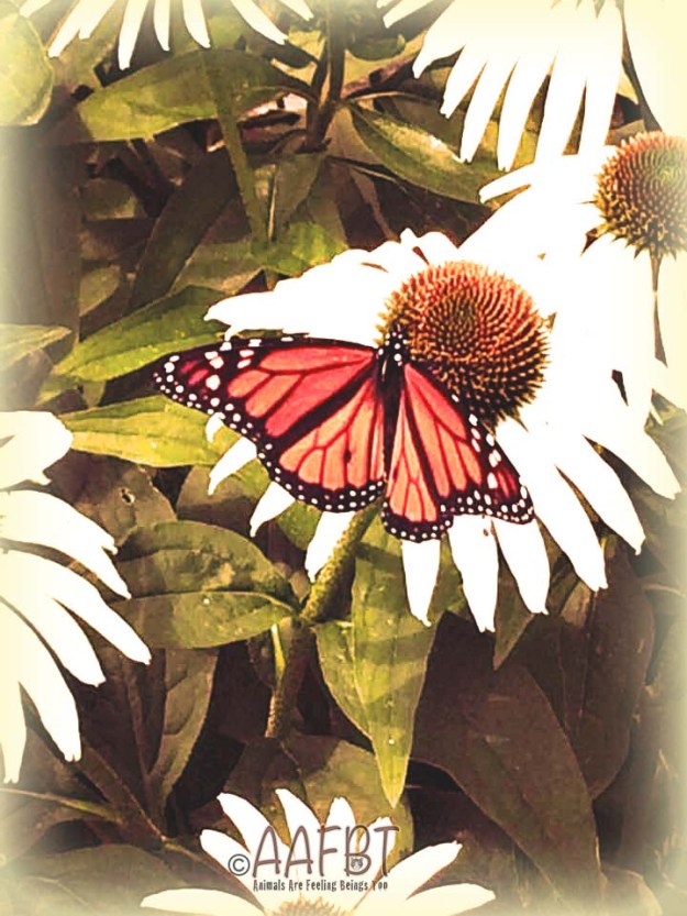 donna-peters-butterfly-edited-aafbt