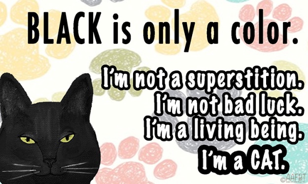 black-cat-aafbt