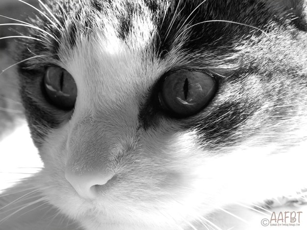 cino-face-oct-2018-bw-aafbt