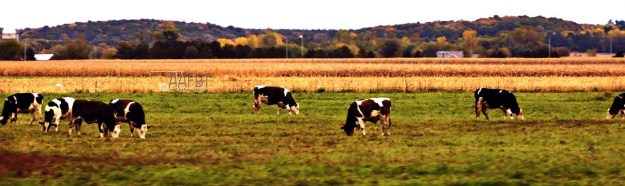 cows-corn-trees-aafbt