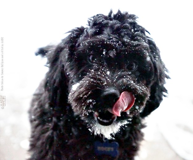 bogey-in-the-snow-edited-aafbt