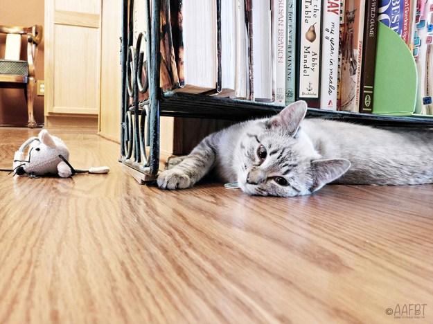 under-cookbook-shelf-aafbt