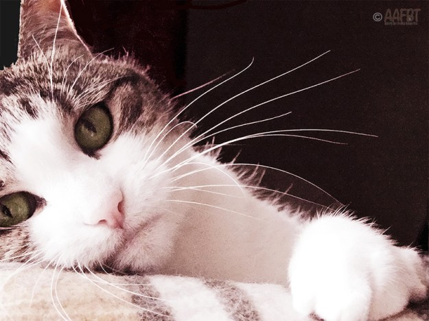 cino-climber-2018-aafbt