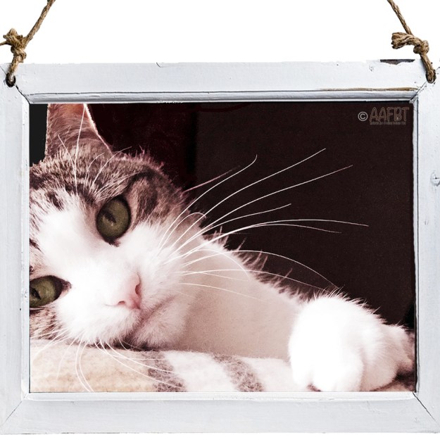 cino-in-frame-2018-aafbt