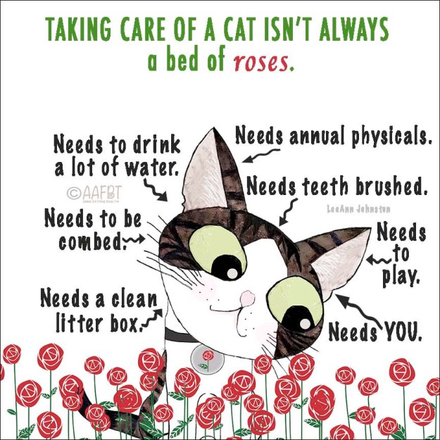 caring-for-cats-aafbt-border