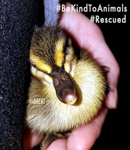 saved-wood-duck-tami-aafbt