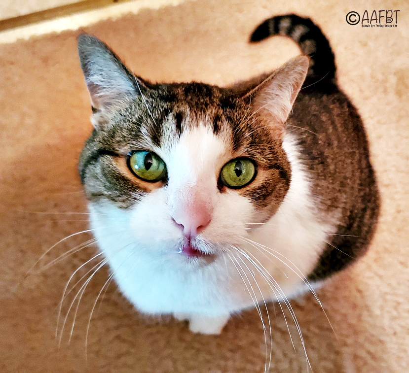 cino-new-phonee-2019-aafbt