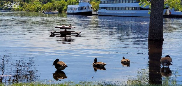 ducks-on-picnic-table-spring-flood-aafbt