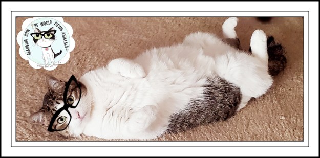 cino-upside-down-glasses-aafbt