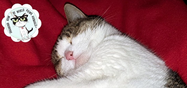 cino-sleeping-redblanket-2019-aafbt