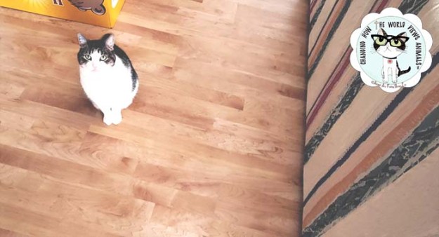 cino-behind-couch-clear-aafbt