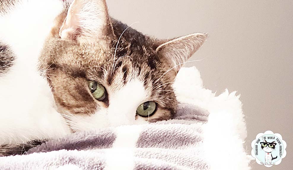 precious-cino-resting-2019-aafbt