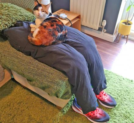 people-are-now-creating-fake-human-laps-for-their-needy-cats-to-sit-on-thumb