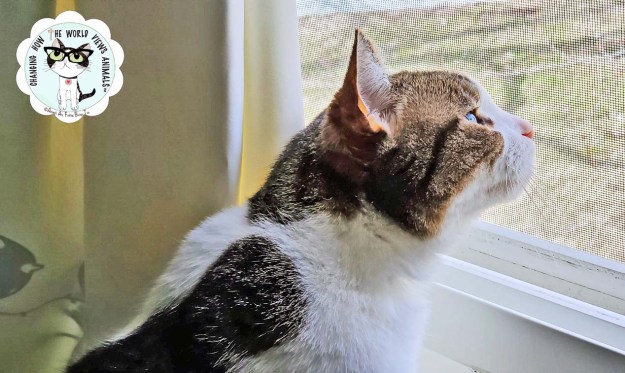 cino-tv-tray-closeup-aafbt