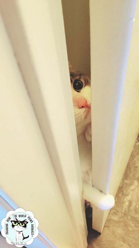 cino-peeking-door2-2020-aafbt