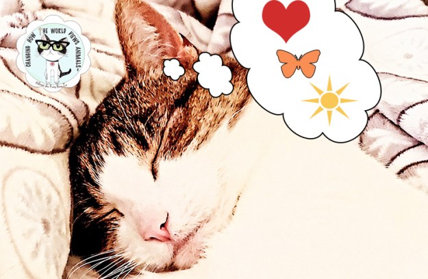 Cino-sleeping-June2020-dreaming