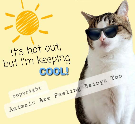 cino-keeping-cool-2020-edited